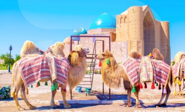 Uzbekistan Bactrian camels