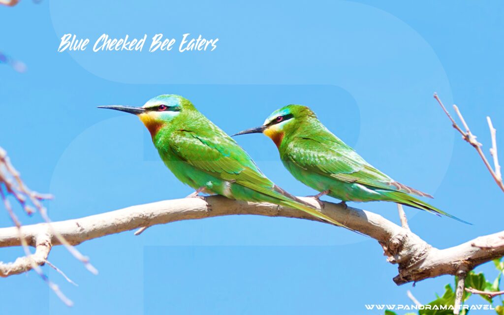 Uzbekistan Barding Adventure Blue Cheeked Bee Eaters