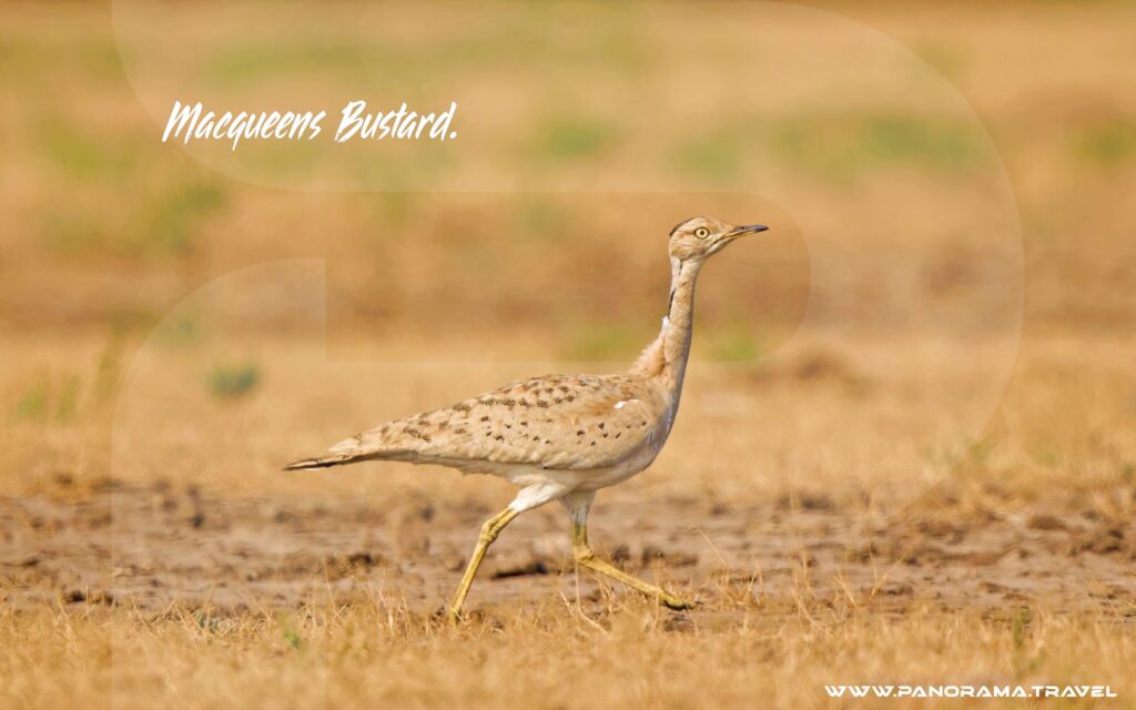 Uzbekistan Birding Trip Macqueens Bustard