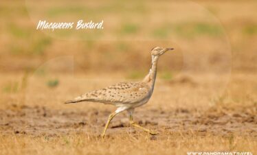 Uzbekistan Birding Trip Macqueens Bustard