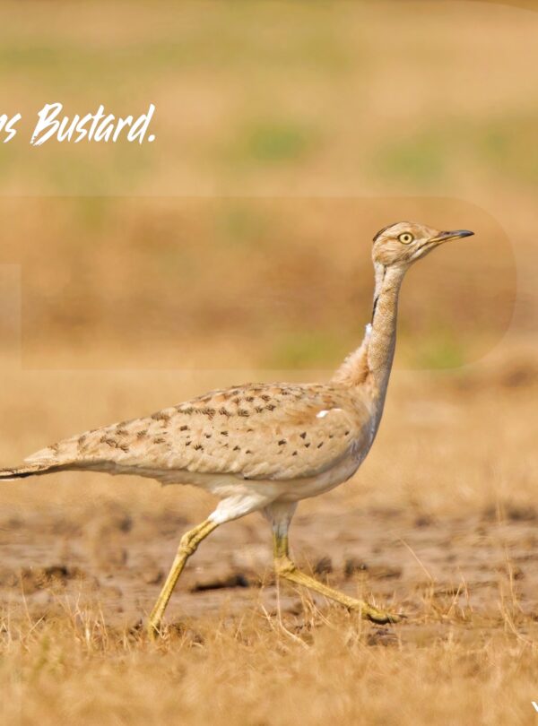 Uzbekistan Birding Trip Macqueens Bustard