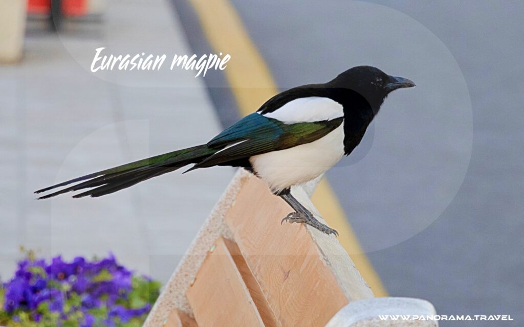 Uzbekistan Birdwatching Tour Eurasian magpie