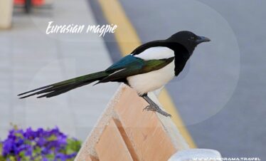 Uzbekistan Birdwatching Tour Eurasian magpie