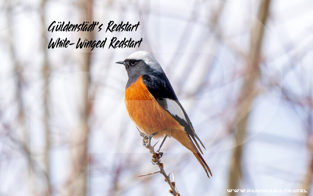 Uzbekistan Güldenstädt's Redstart Phoenicurus erythrogastrus
