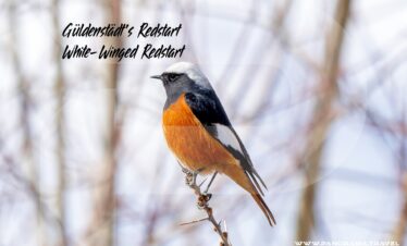 Uzbekistan Güldenstädt's Redstart Phoenicurus erythrogastrus