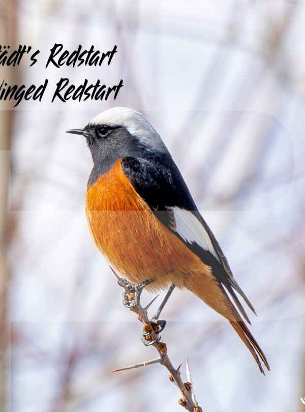 Uzbekistan Güldenstädt's Redstart Phoenicurus erythrogastrus
