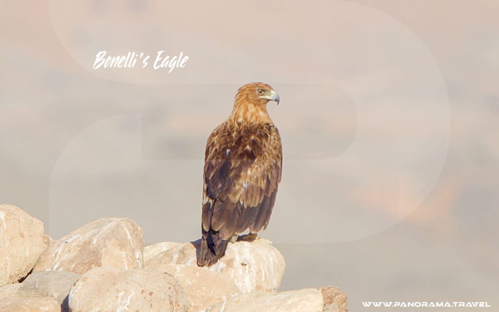 Bonelli's Eagle
