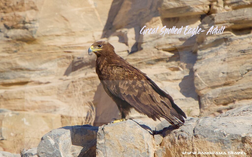 Great Spotted Eagle Adult