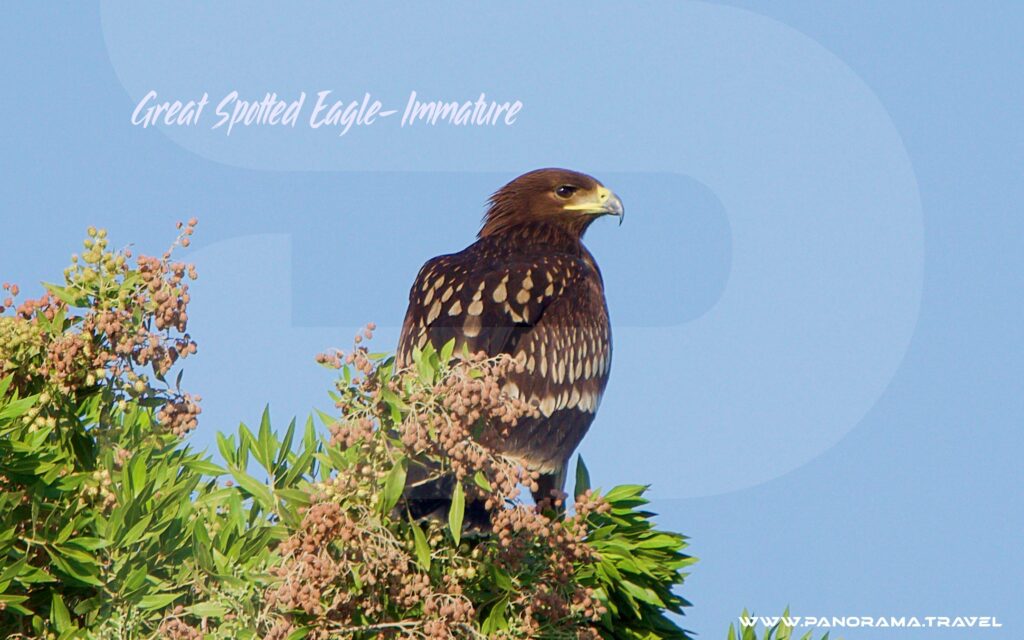 Great Spotted Eagle Immature