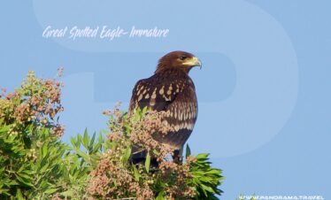 Great Spotted Eagle Immature