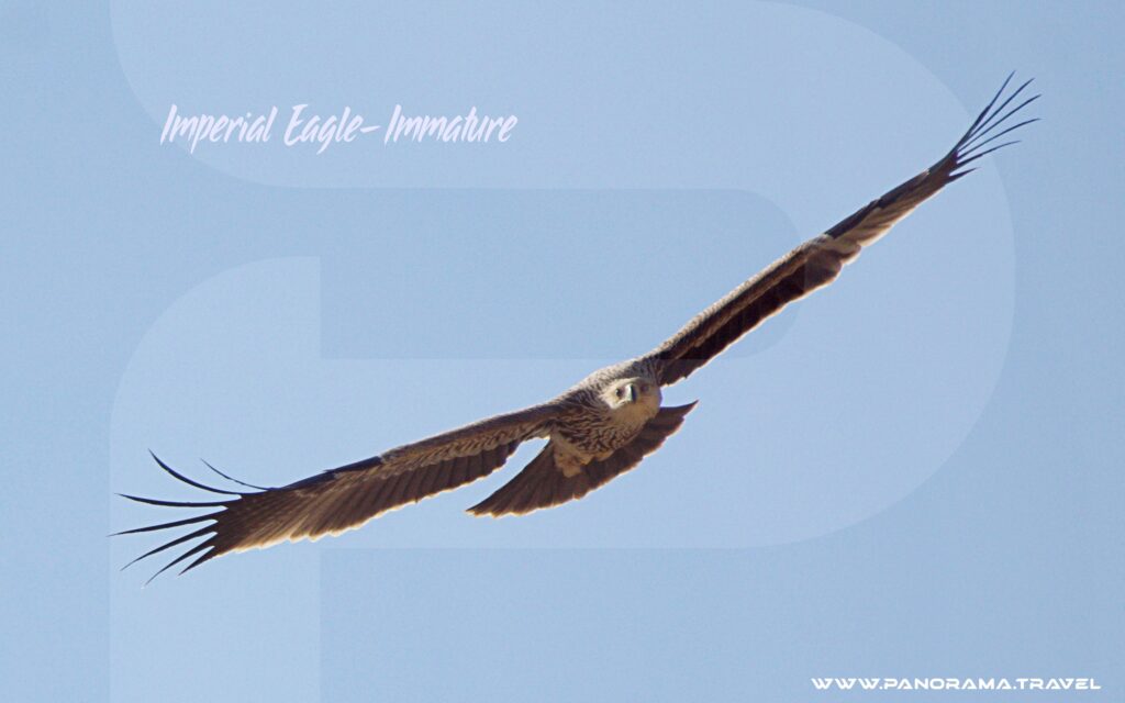 Imperial Eagle