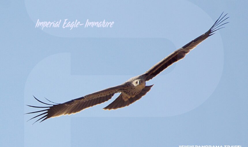 A DAY IN OMAN’S RAPTORS VALLEY — WITNESSING THE MAJESTY OF THE EAGLES MIGRATION