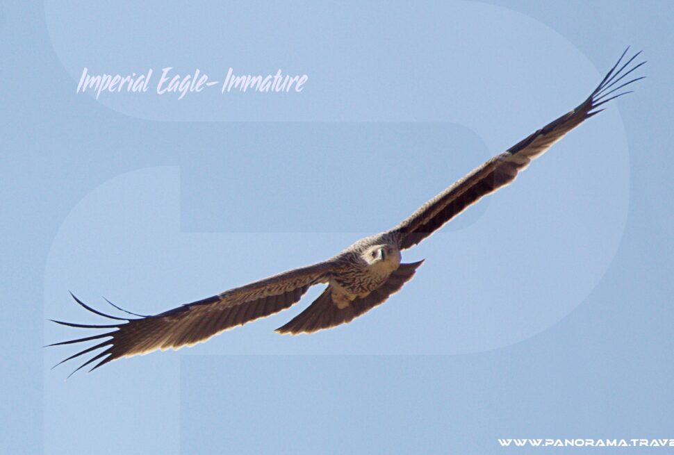 Imperial Eagle