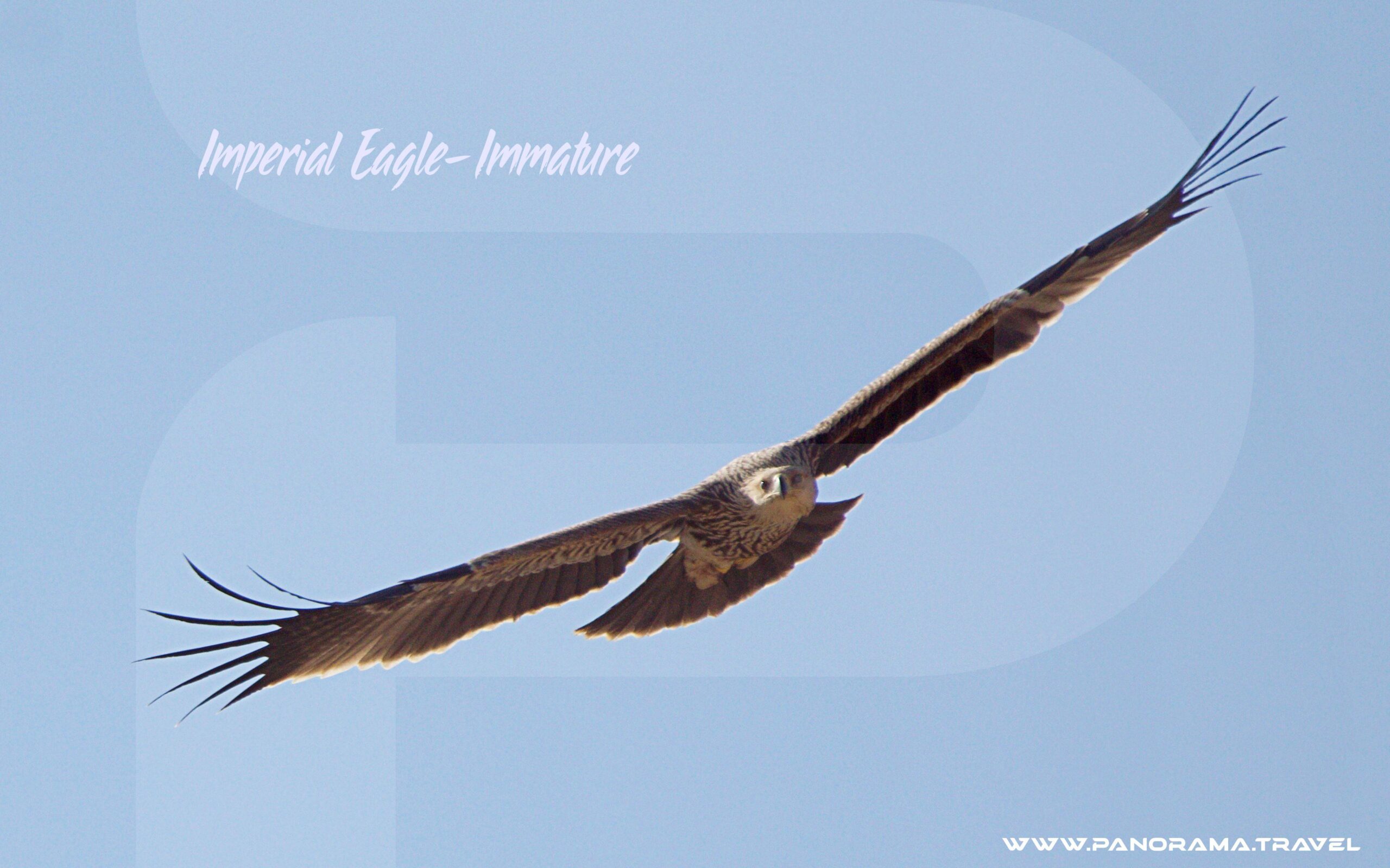 Imperial Eagle
