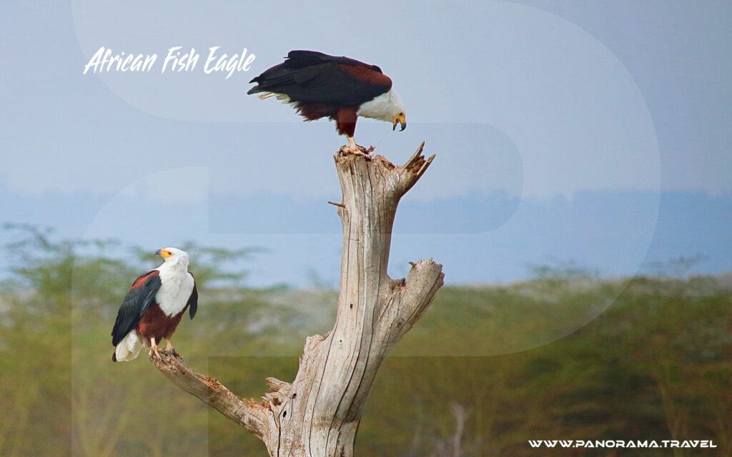 Kenya-African-Fish-Eagle