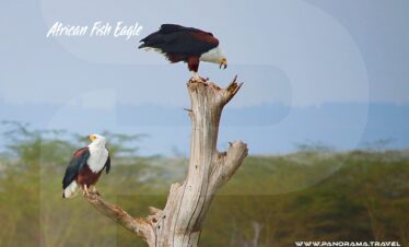 Kenya-African-Fish-Eagle
