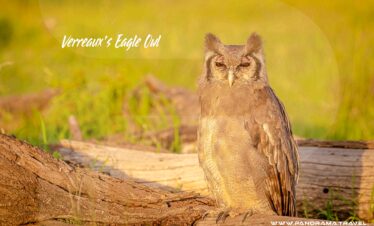 Verreauxs-Eagle-Owl