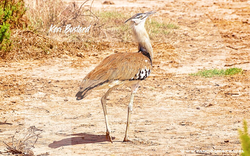 Kori-Bustard