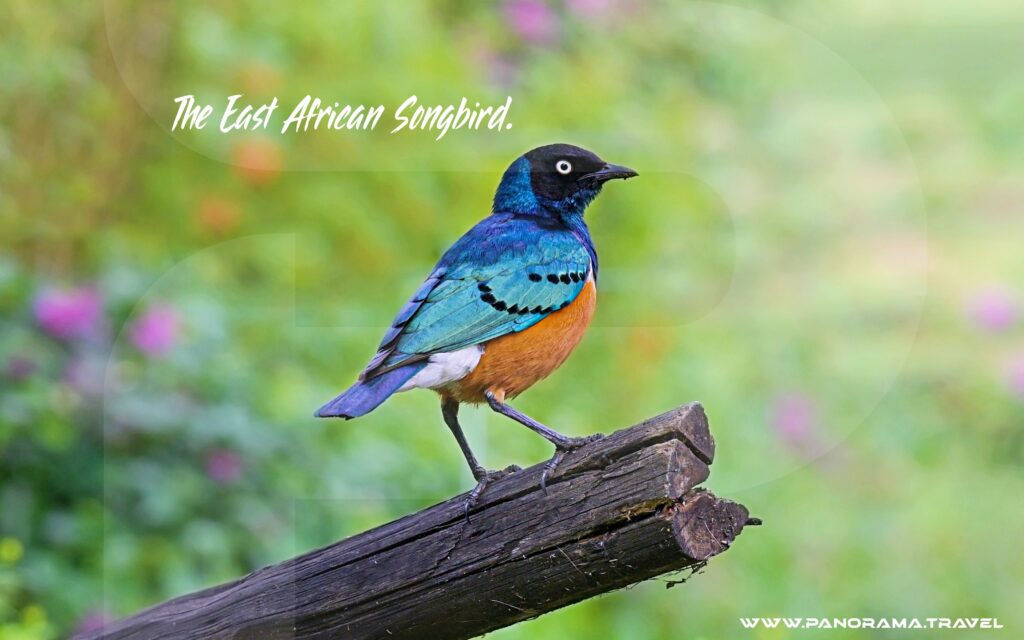 The-East-African-Songbird