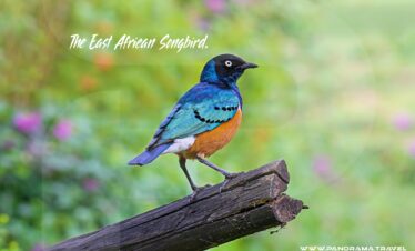 The-East-African-Songbird