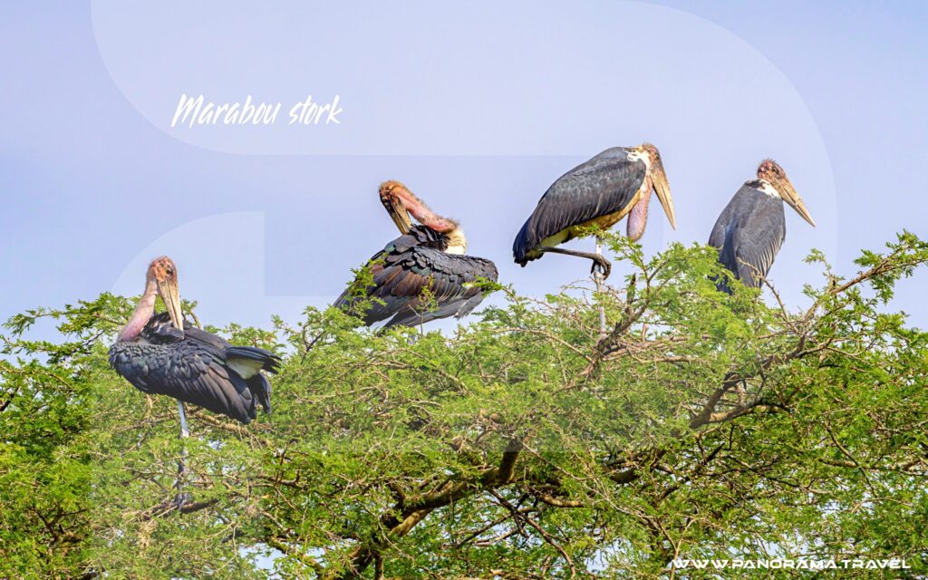 Marabou-stork