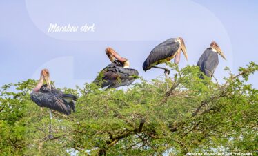 Marabou-stork