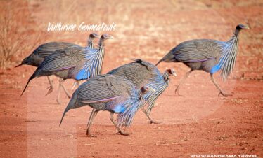 vulturine-guineafowls