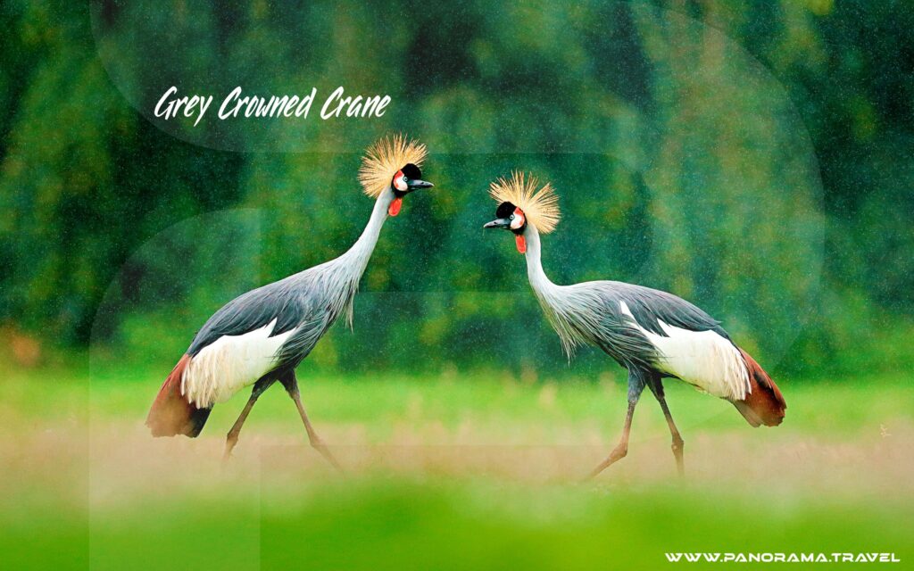 Grey-Crowned-Crane