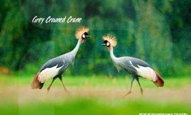 Grey-Crowned-Crane