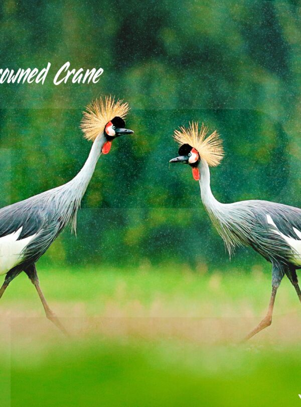 Grey-Crowned-Crane