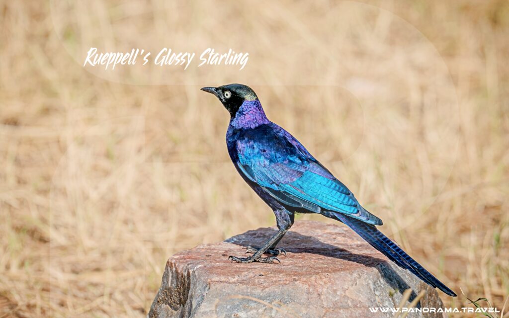 Rueppells-Glossy-Starling