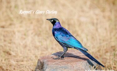 Rueppells-Glossy-Starling