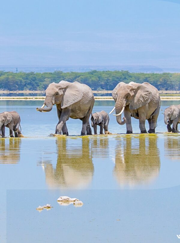 Kenyas-safari-Birding-Trip