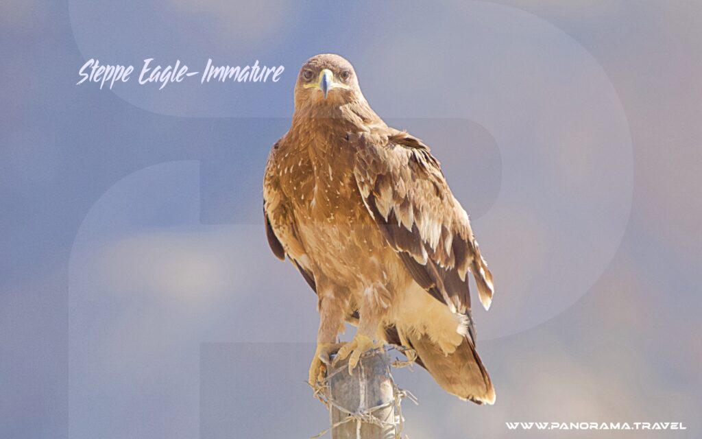 Steppe Eagle Immature