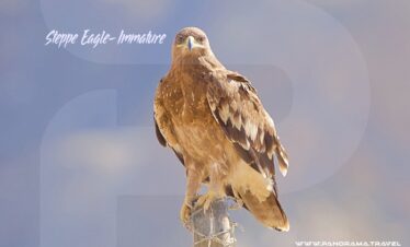 Steppe Eagle Immature