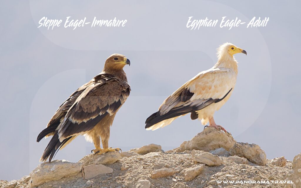 Steppe Eagle vrs Egyptian Eagle