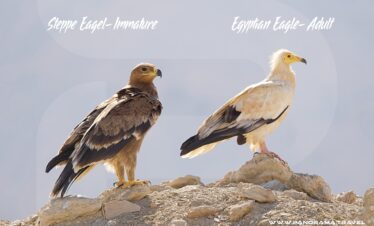 Steppe Eagle vrs Egyptian Eagle