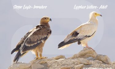 Steppe Eagle vrs Egyptian Vulture