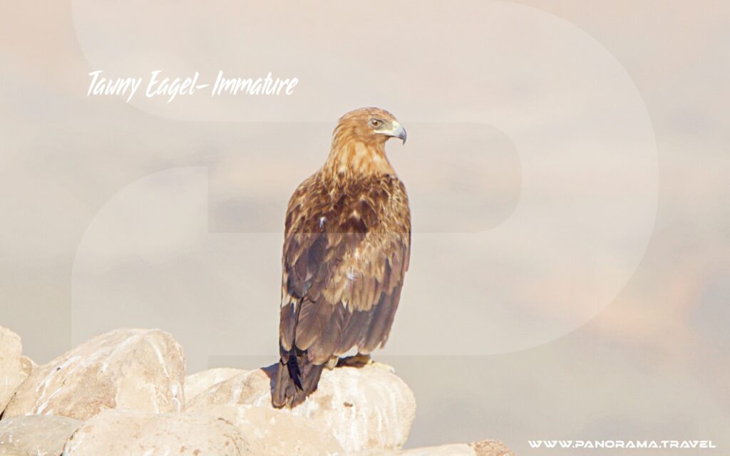 Tawny Eagle Immature