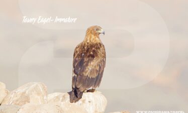 Tawny Eagle Immature