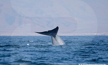 OMAN BIRDING & WILDLIFE EXPEDITION Blue Whale