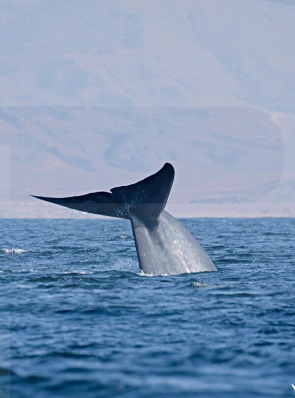 OMAN BIRDING & WILDLIFE EXPEDITION Blue Whale