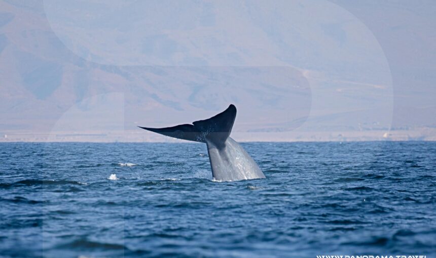 A PASSIONATE GROUP OF DANISH BIRDERS EXPLORING THE UNTAMED BEAUTY OF DHOFAR WITH US