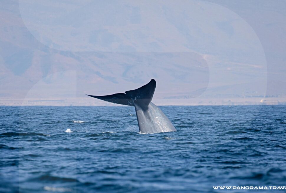 OMAN BIRDING & WILDLIFE EXPEDITION Blue Whale