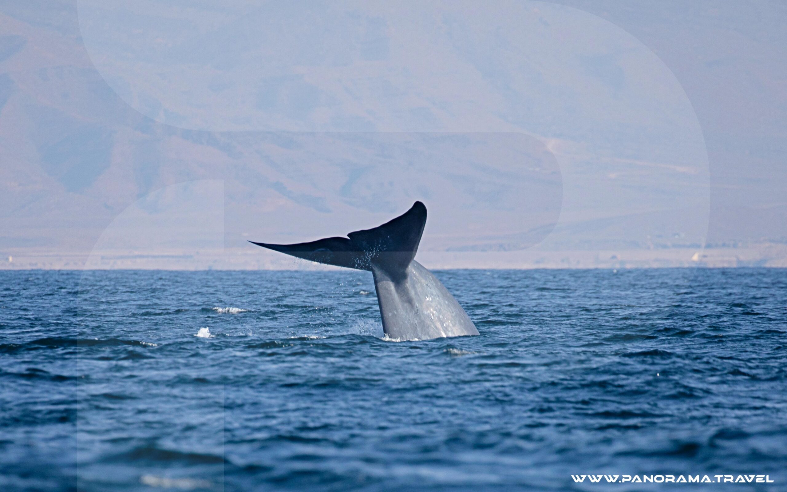 OMAN BIRDING & WILDLIFE EXPEDITION Blue Whale