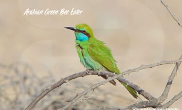 Arabian Green Bee Eater